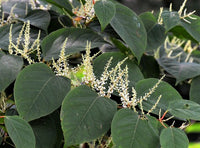 Knotweed Extract