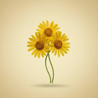 Arnica Extract