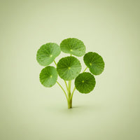 Gotu Kola Extract