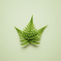 Polypodium Leucotomos