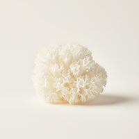 Tremella Mushroom